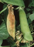 grey botrytis peas mould pests diseases spp affect pods