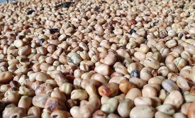 New YEN data suggests how to grow more than 7 t/ha beans