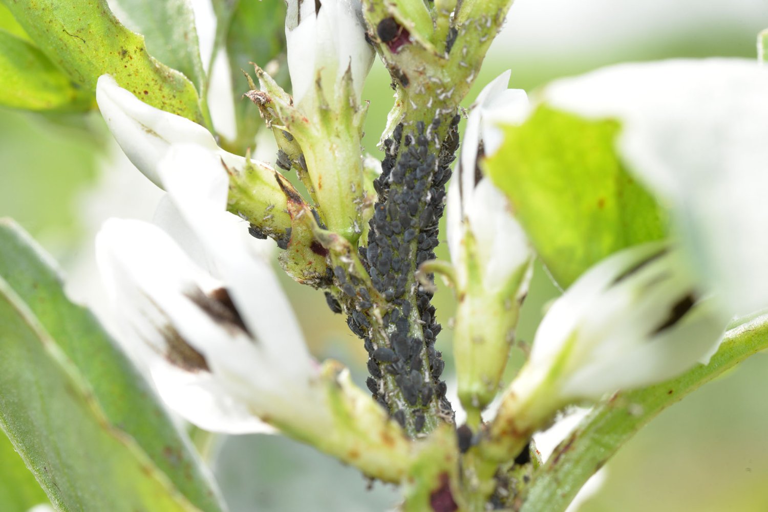 blackBeanAphids