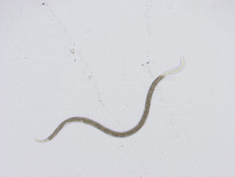 Stem Nematode testing | PGRO